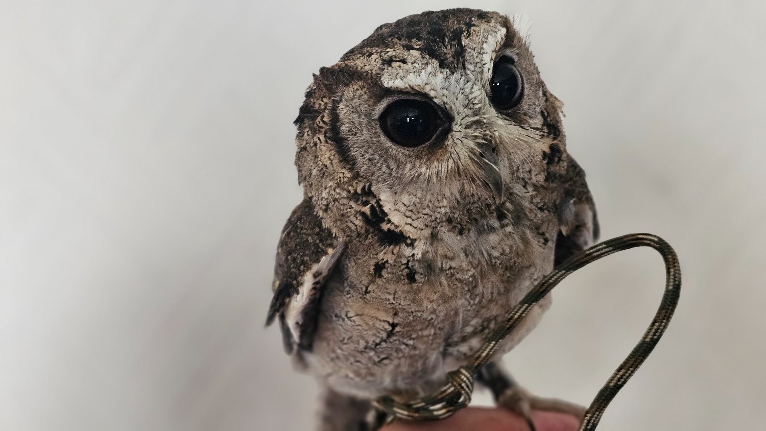 White face and indian scops owls both male. 