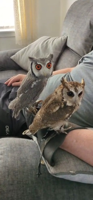 White face and indian scops owls both male. 