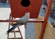 3 x stunning young Blue Bourke parakeets for sale.