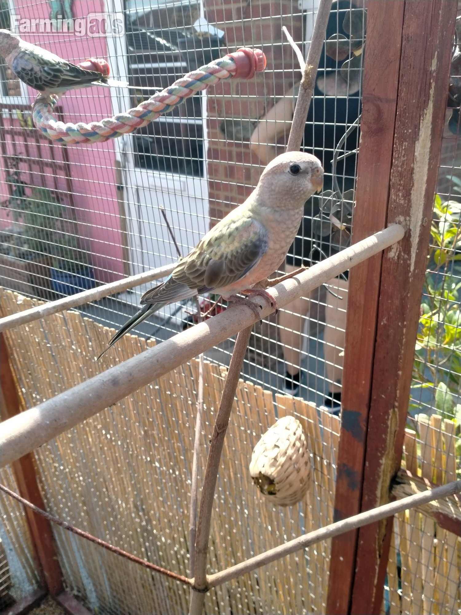  3 x stunning young Blue Bourke parakeets for sale.