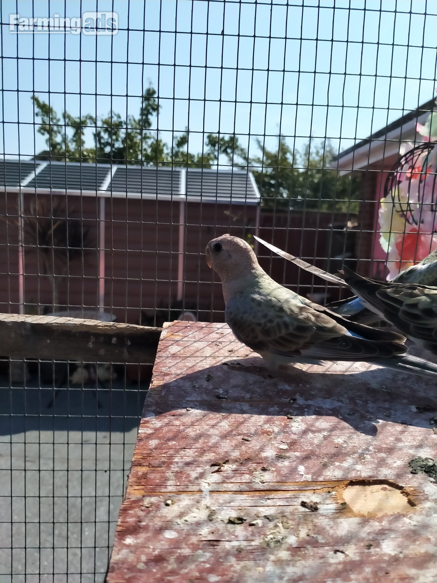 3 x stunning young Blue Bourke parakeets for sale. - {CATEGORY}