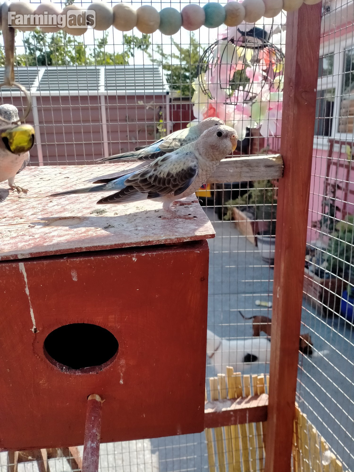 3 x stunning young Blue Bourke parakeets for sale. - {CATEGORY}