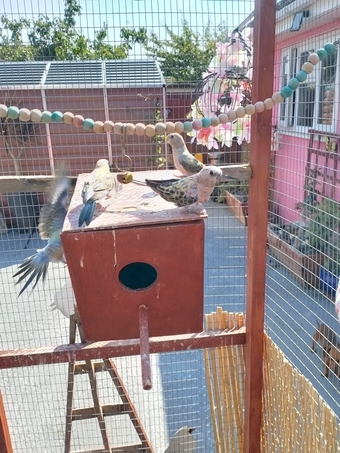 3 x stunning young Blue Bourke parakeets for sale.