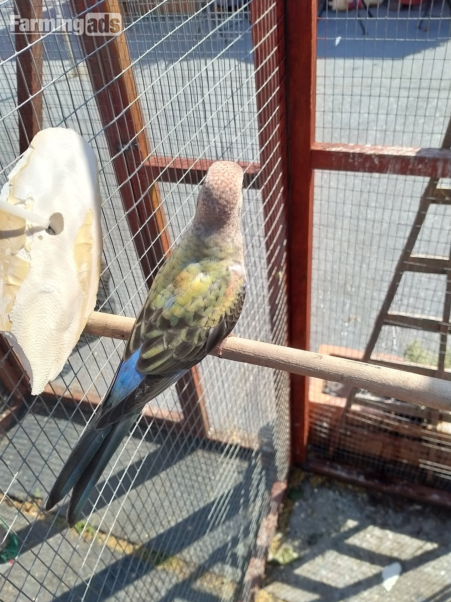 3 x stunning young Blue Bourke parakeets for sale. 