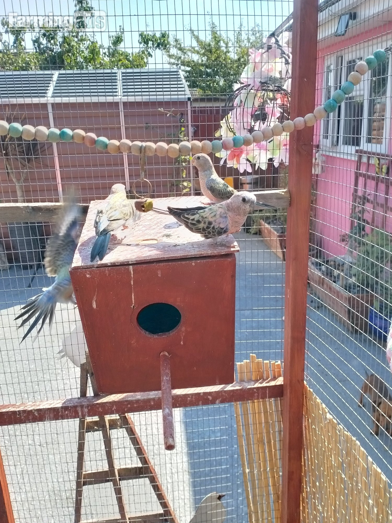 {CATEGORY} - 3 x stunning young Blue Bourke parakeets for sale.