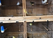 Unsexed all colours Fife canaries 