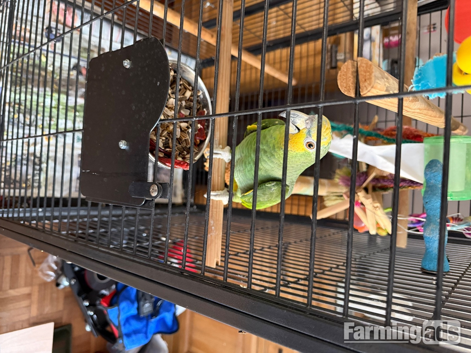 Green amazon parrot 