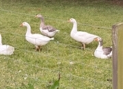 Rare Breed Shetland Geese