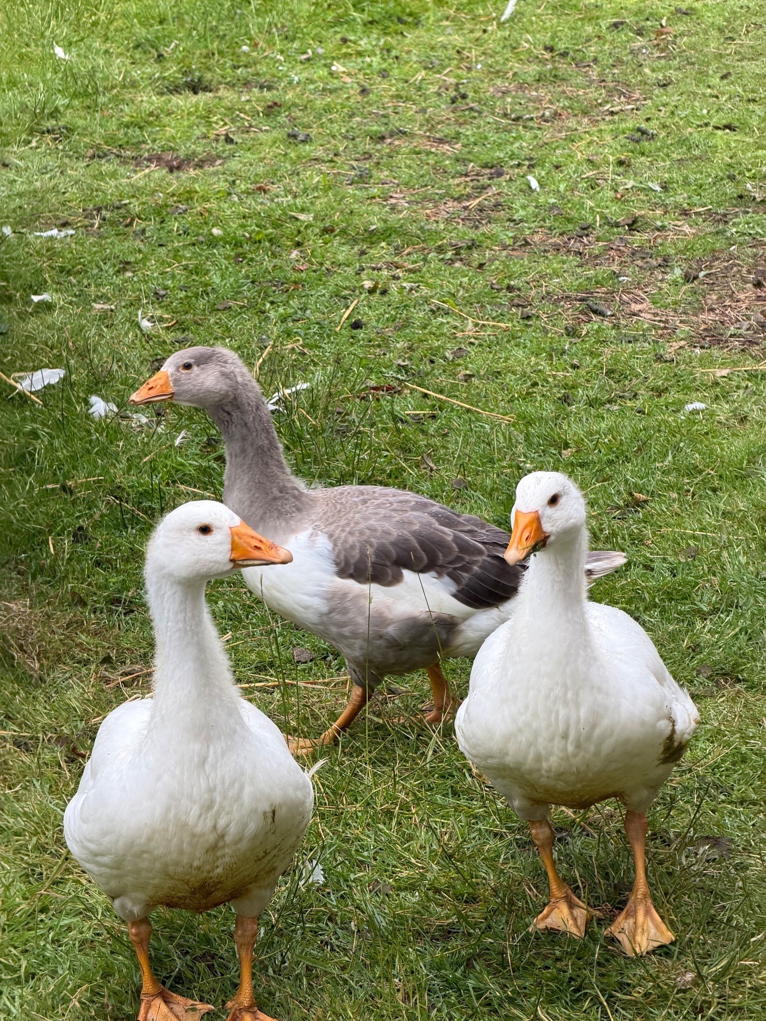 Rare Breed Shetland Geese