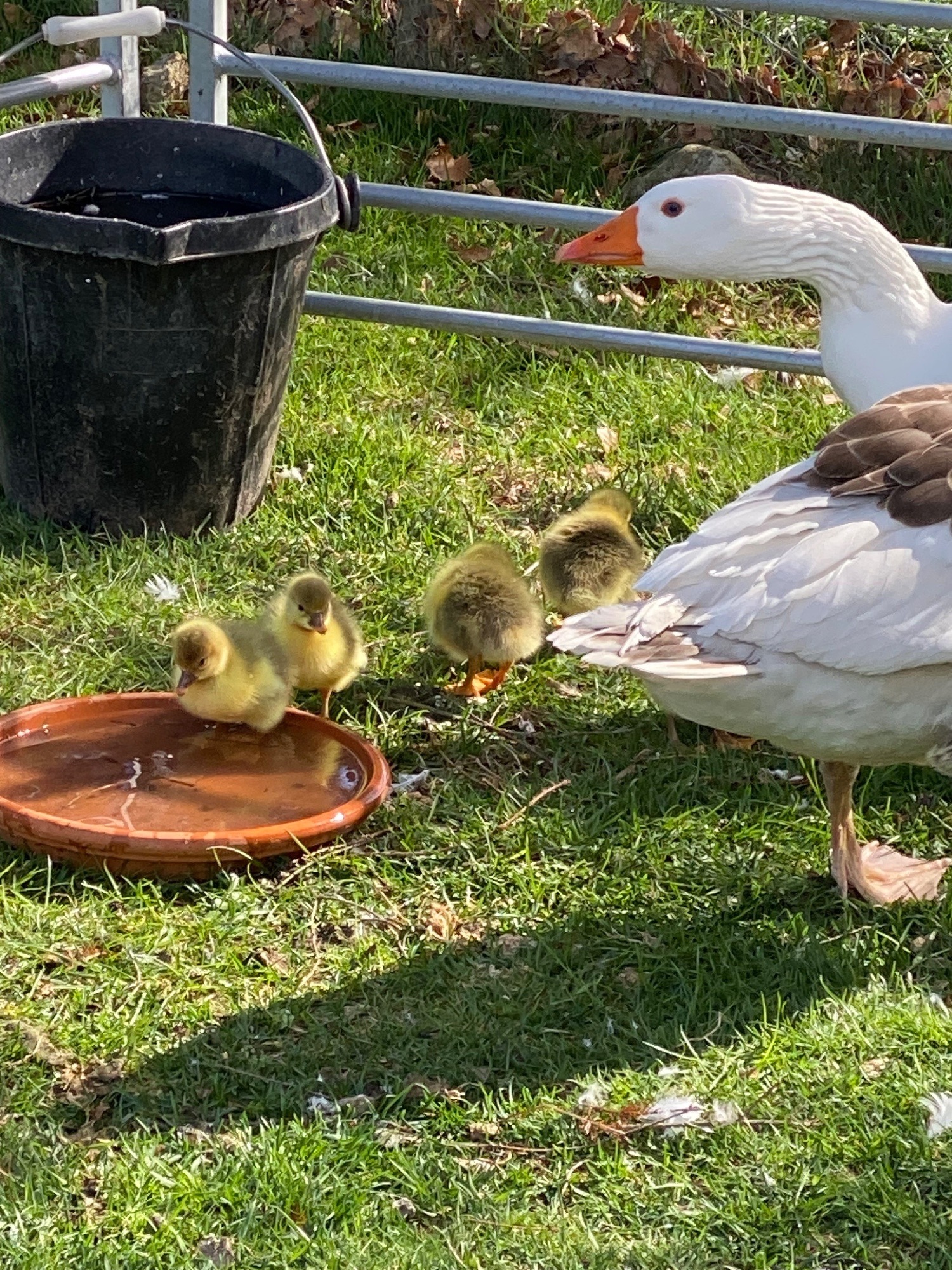  Rare Breed Shetland Geese