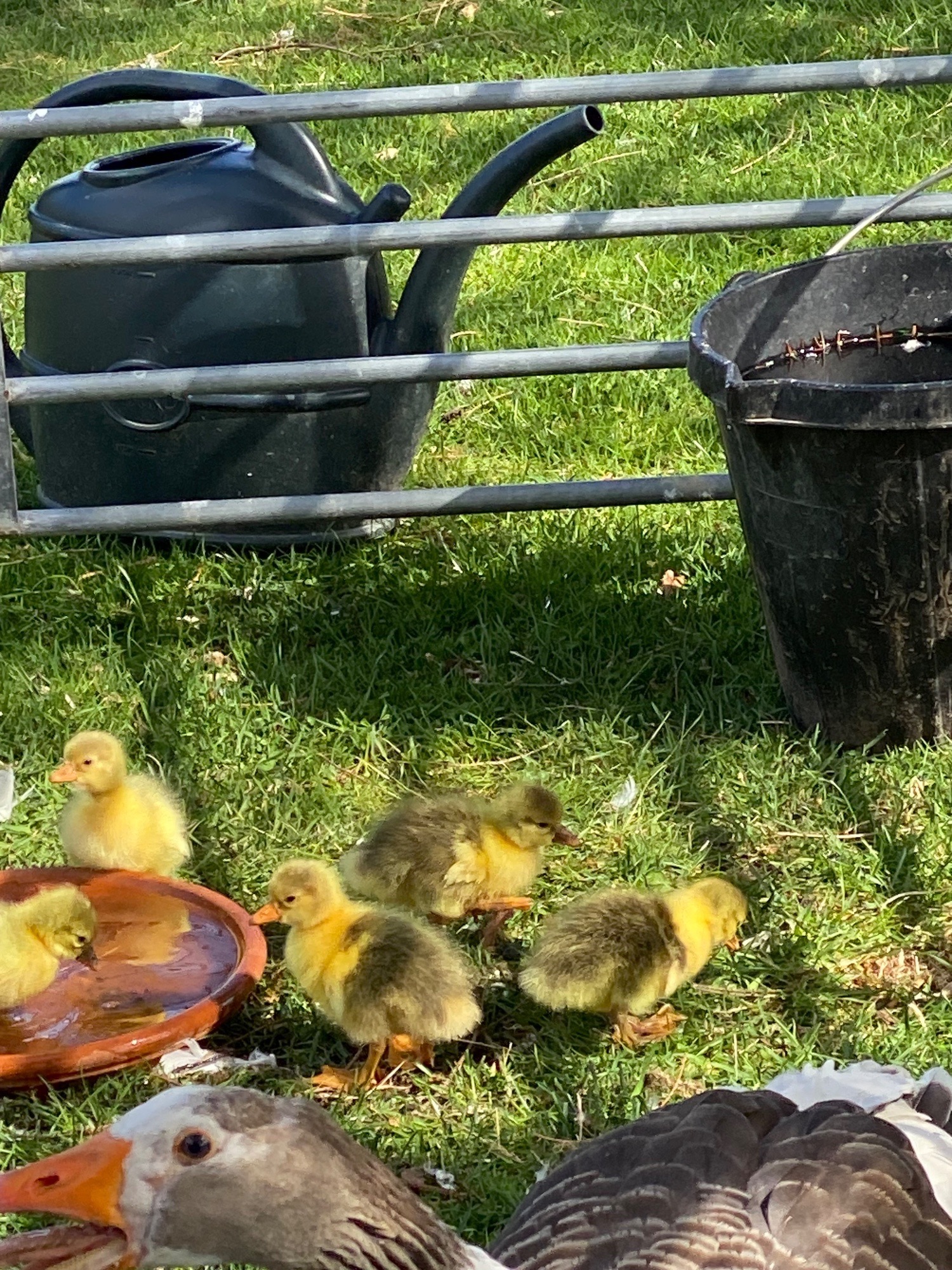 Rare Breed Shetland Geese - {CATEGORY}