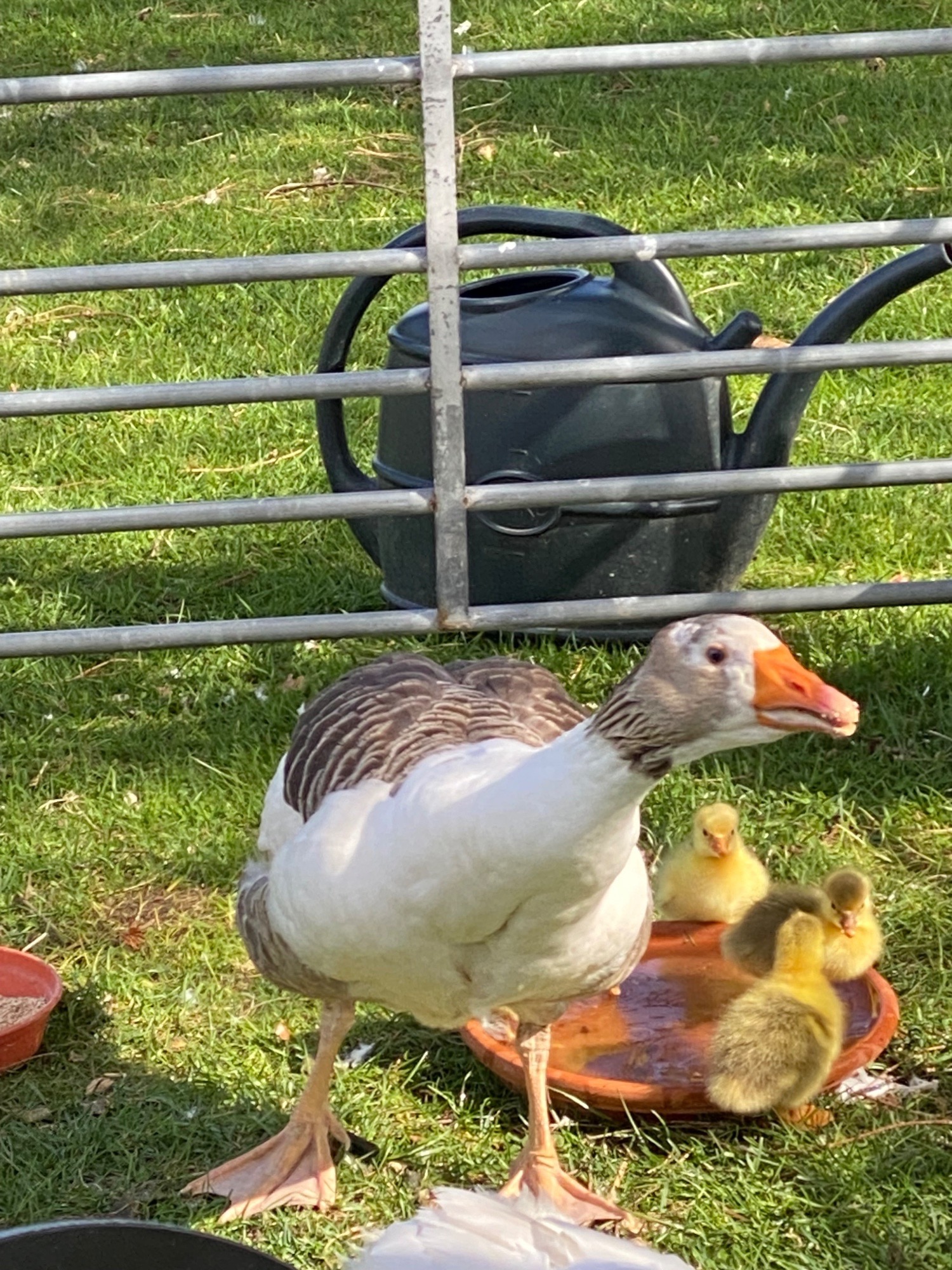 Rare Breed Shetland Geese - {CATEGORY}
