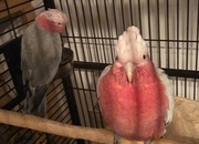 Galah Cockatoos - Potential Future Breeding Pair