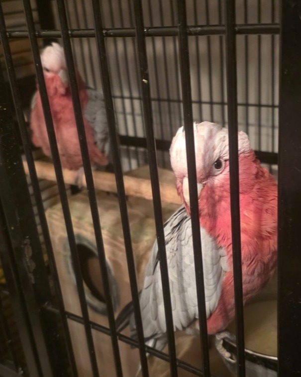 Galah Cockatoos - Potential Future Breeding Pair