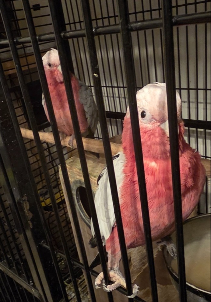  Galah Cockatoos - Potential Future Breeding Pair