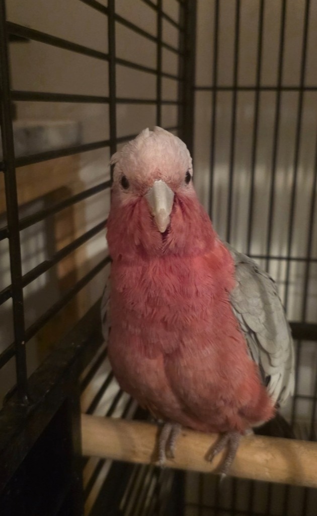 Galah Cockatoos - Potential Future Breeding Pair - {CATEGORY}