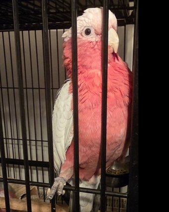 Galah Cockatoos - Potential Future Breeding Pair