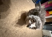 Snow Owls for sale four week old