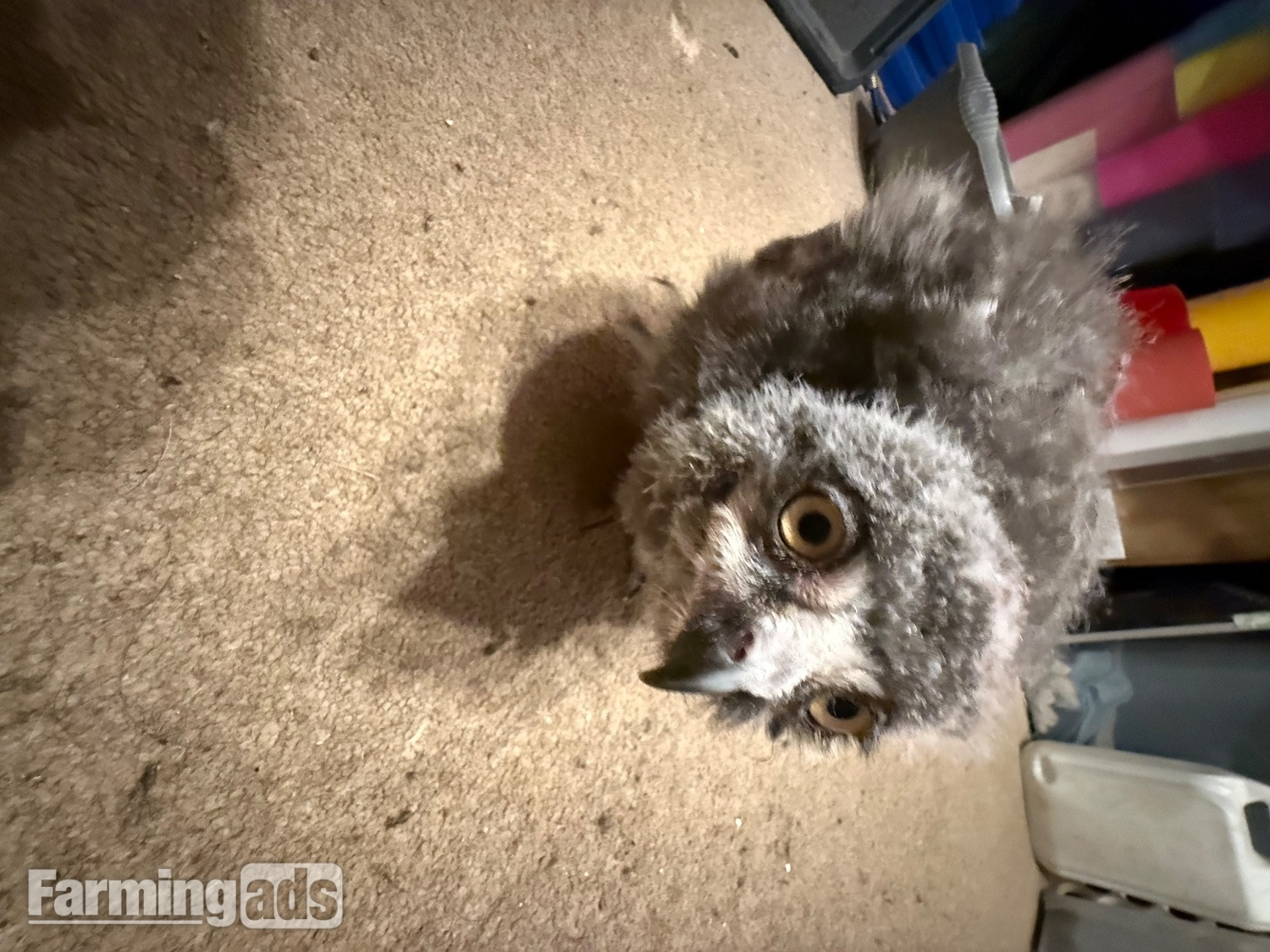 Snow Owls for sale four week old