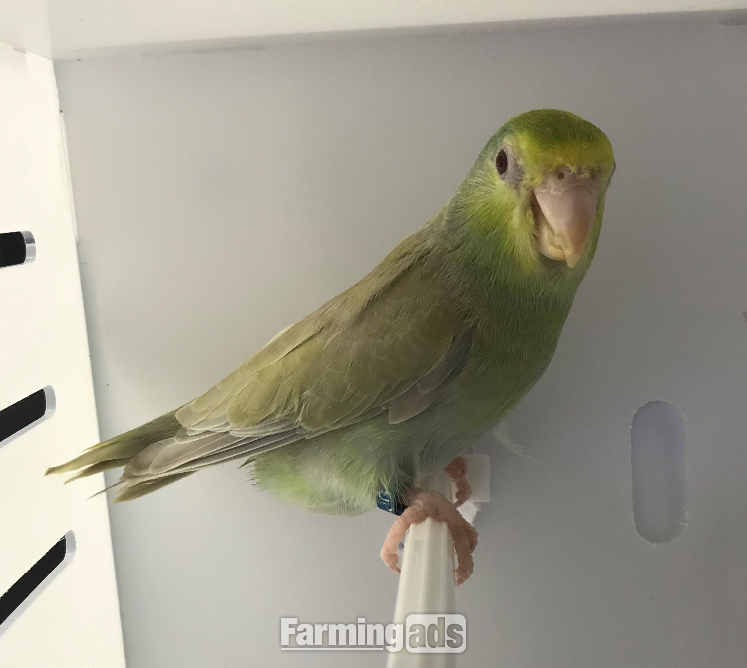  Parrotlet Pairs mutations