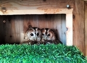 Pair of Tawny Owls &amp; Pair of White Faced Owls