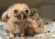 Spectacled Owls, three weeks old