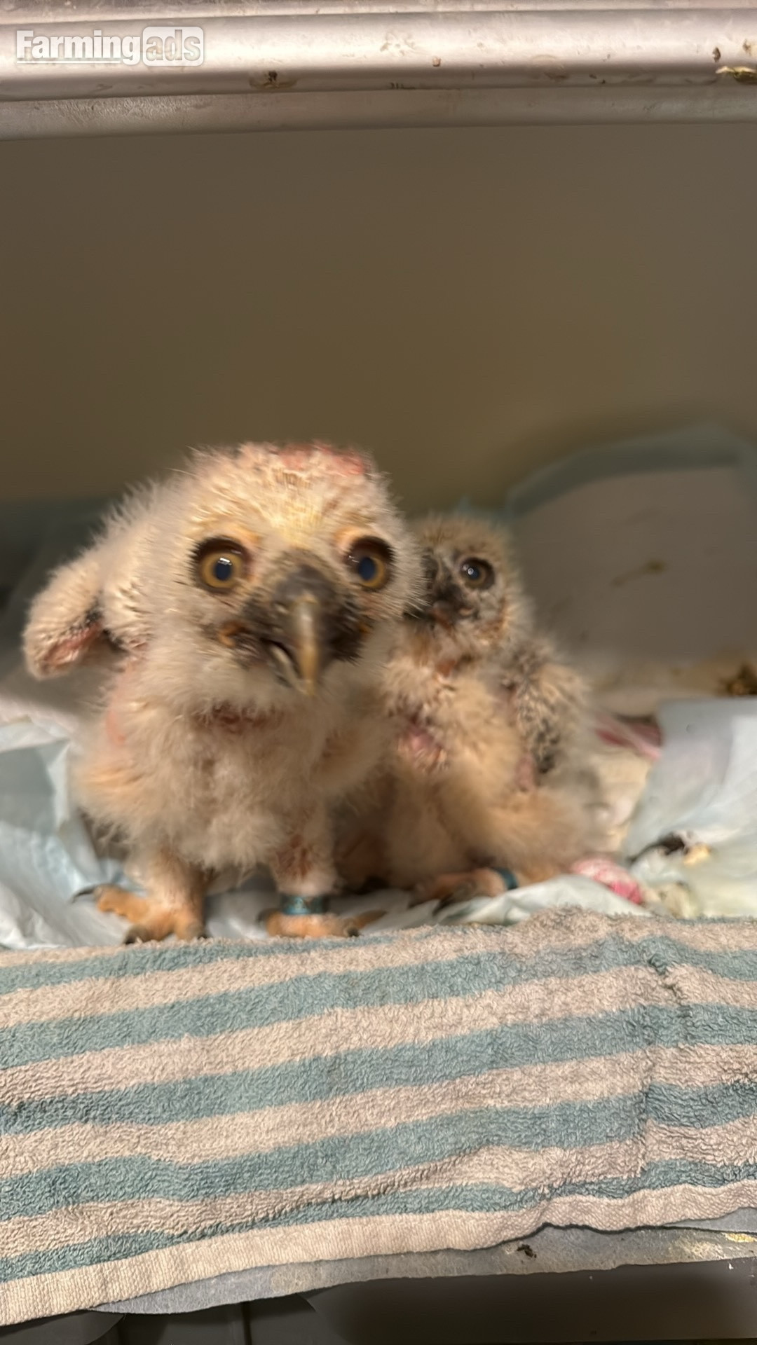 Spectacled Owls, three weeks old
