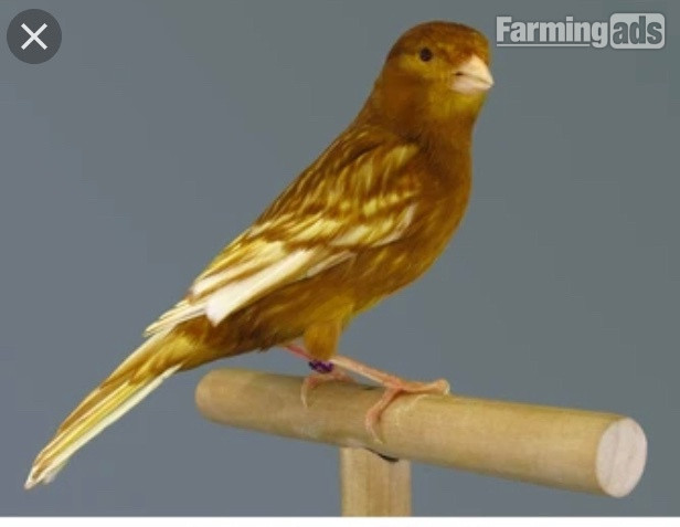 Phaeo and Red Black Canaries