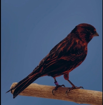 Phaeo and Red Black Canaries