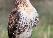 Male Ferrutail looking for a new post code 5 star ⭐️ hunting home 🏠 only . and 