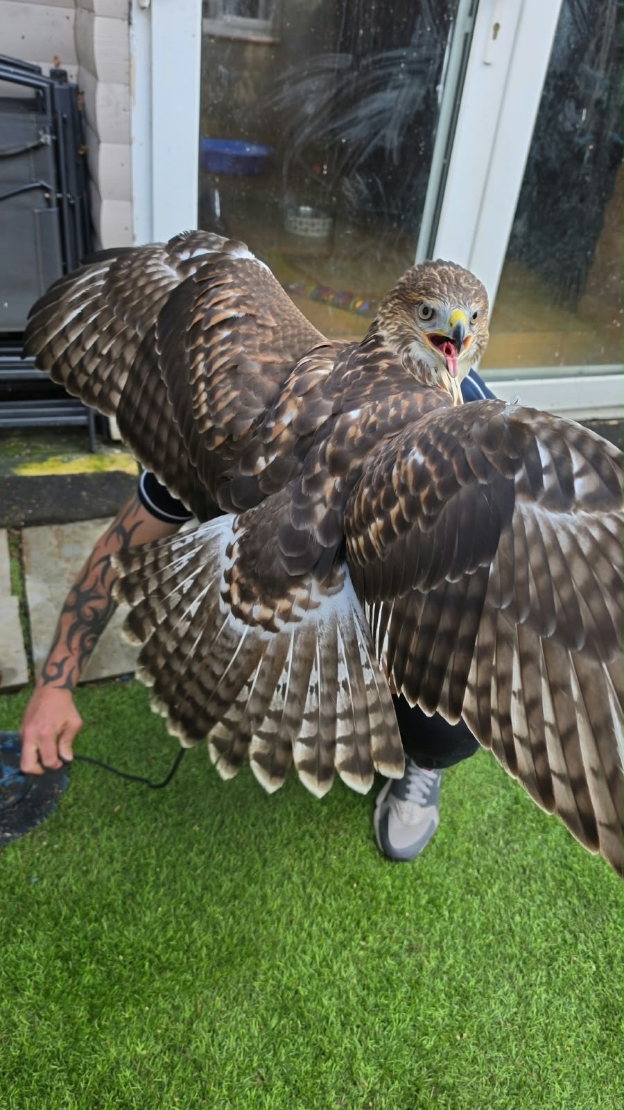 Male Ferrutail looking for a new post code 5 star ⭐️ hunting home 🏠 only . and 