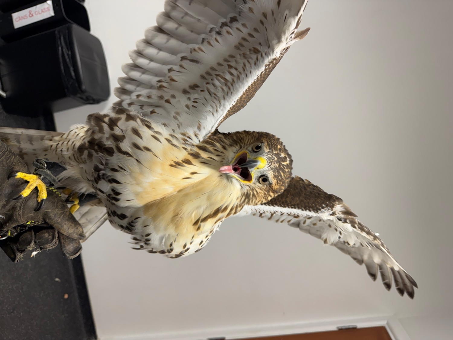  Male Ferrutail looking for a new post code 5 star ⭐️ hunting home 🏠 only . and 