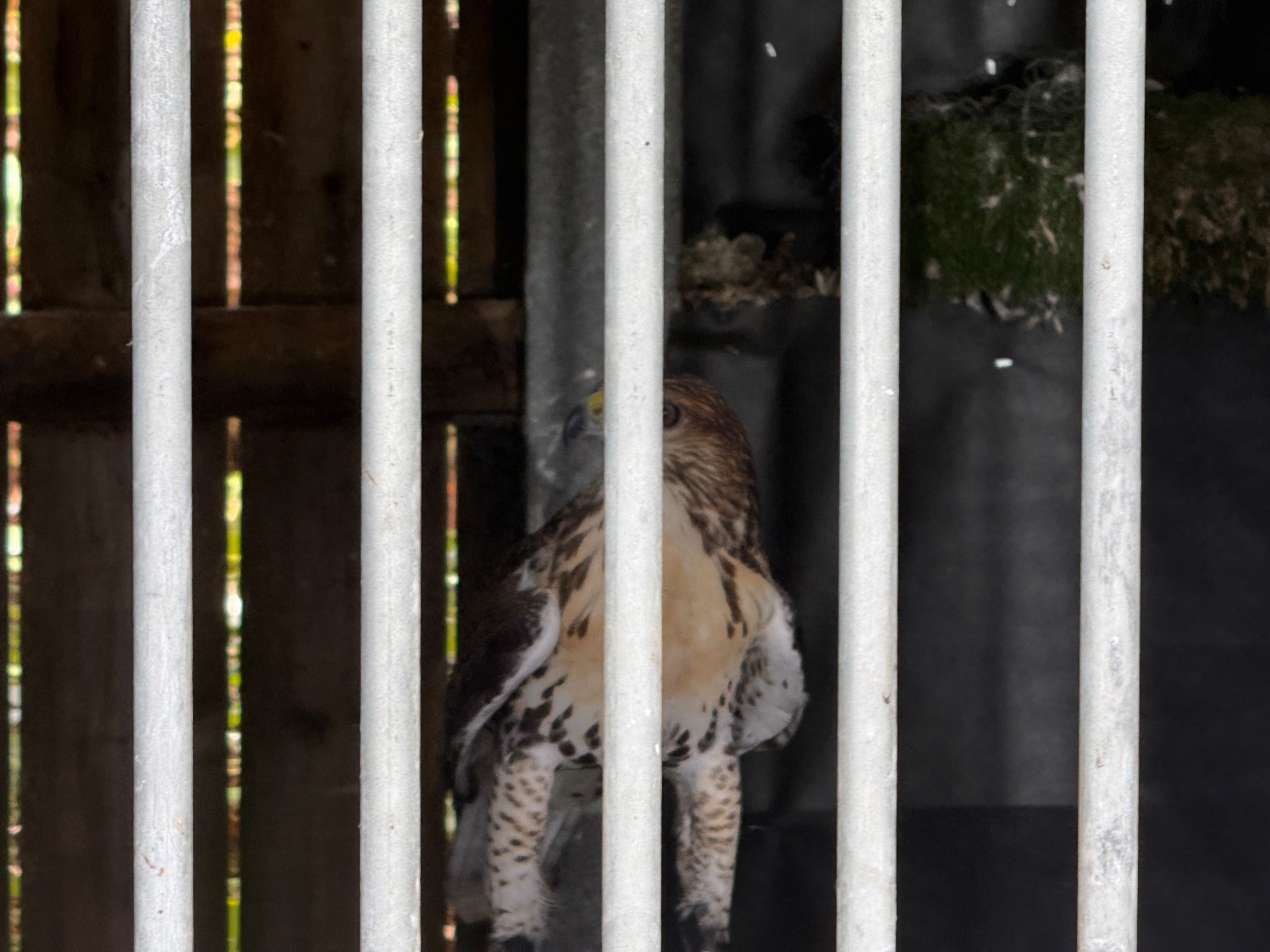 Male Ferrutail looking for a new post code 5 star ⭐️ hunting home 🏠 only . and  - {CATEGORY}