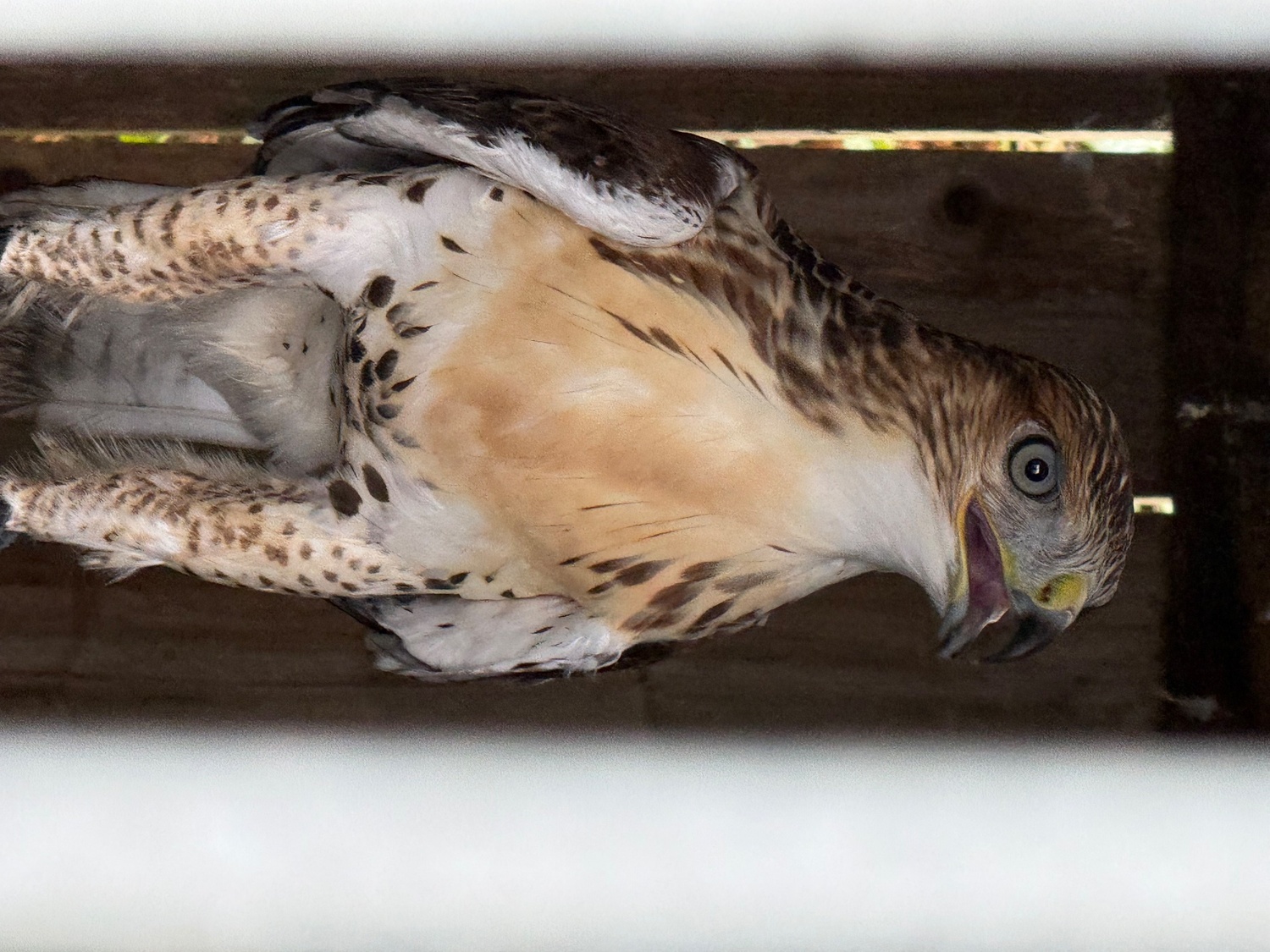 Male Ferrutail looking for a new post code 5 star ⭐️ hunting home 🏠 only . and  - {CATEGORY}