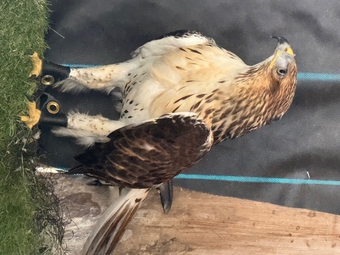 Male Ferrutail looking for a new post code 5 star ⭐️ hunting home 🏠 only . and 