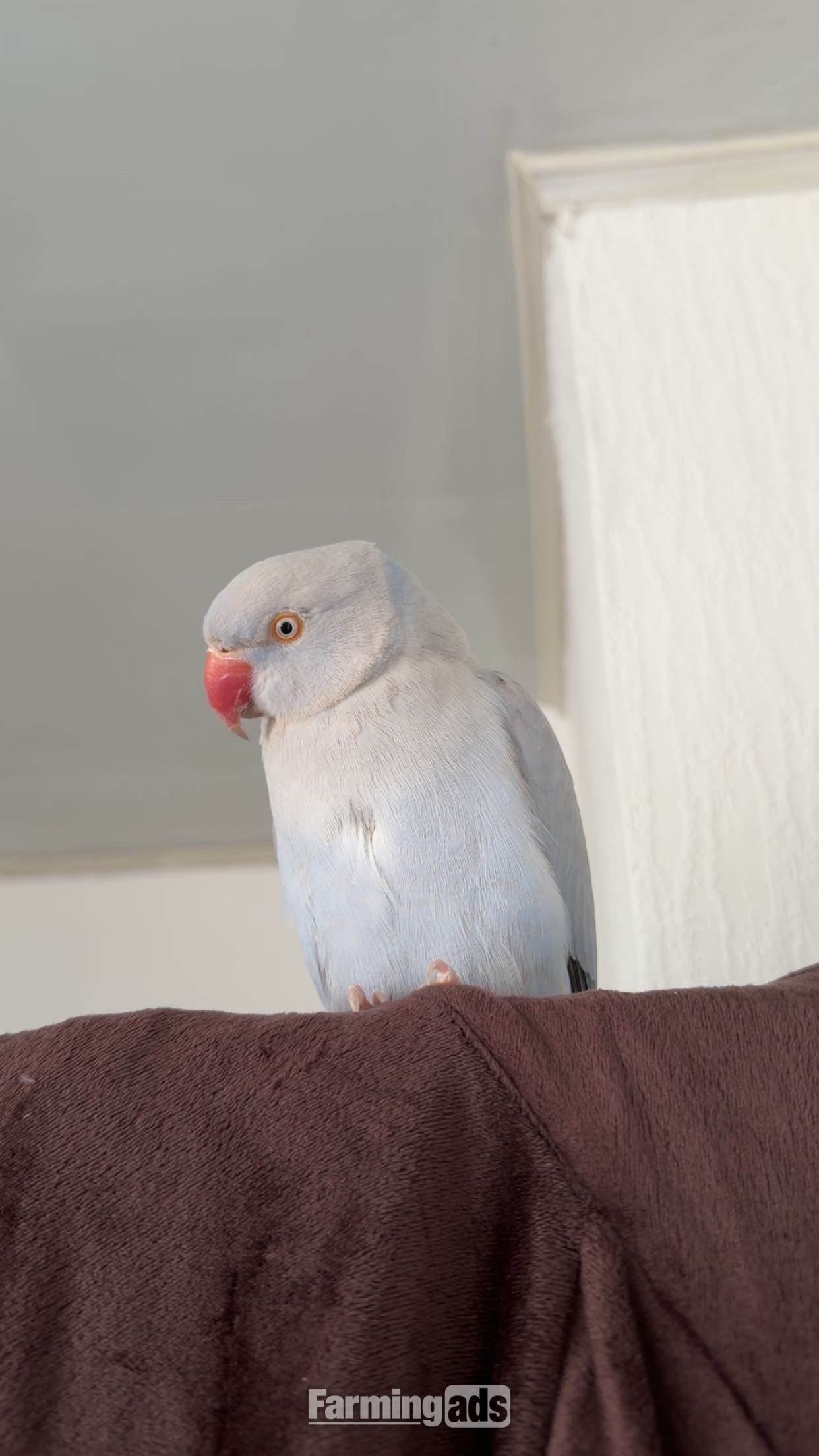  Indian ringneck parrot