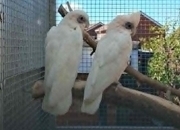 Bonded Pair Corella Cockatoos