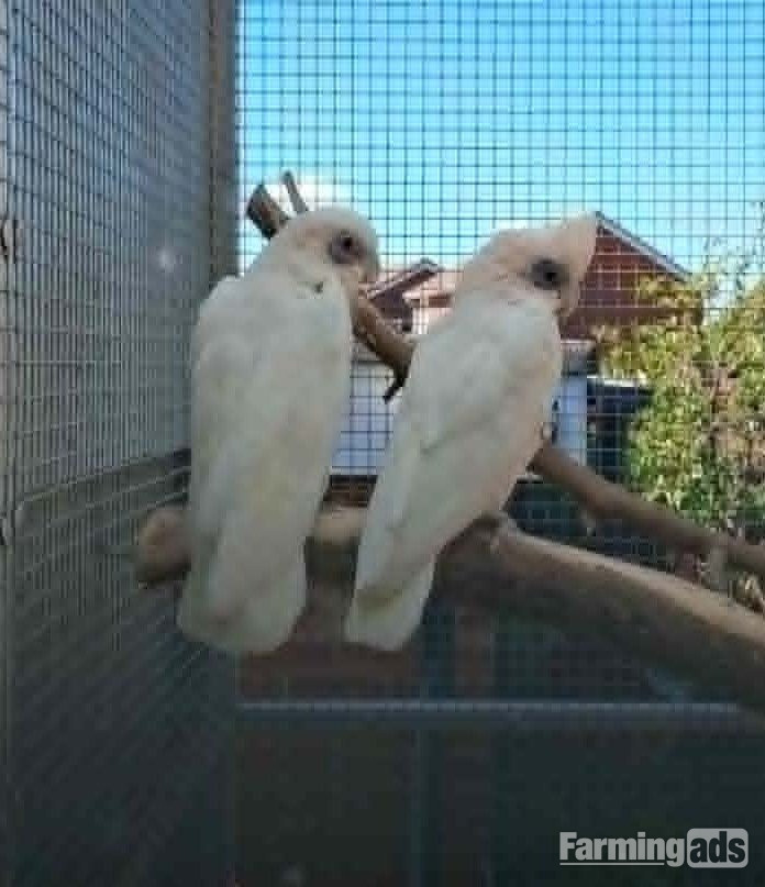 Bonded Pair Corella Cockatoos