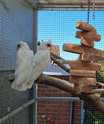 Bonded Pair Corella Cockatoos