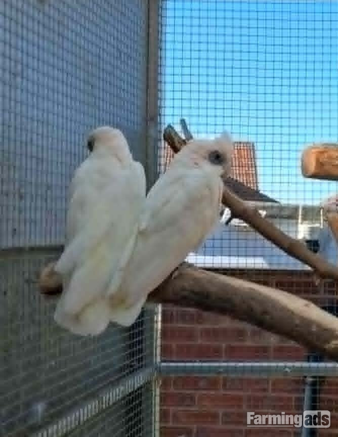 Bonded Pair Corella Cockatoos