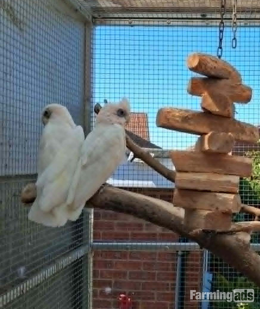  Bonded Pair Corella Cockatoos