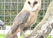 Female barn owl and box