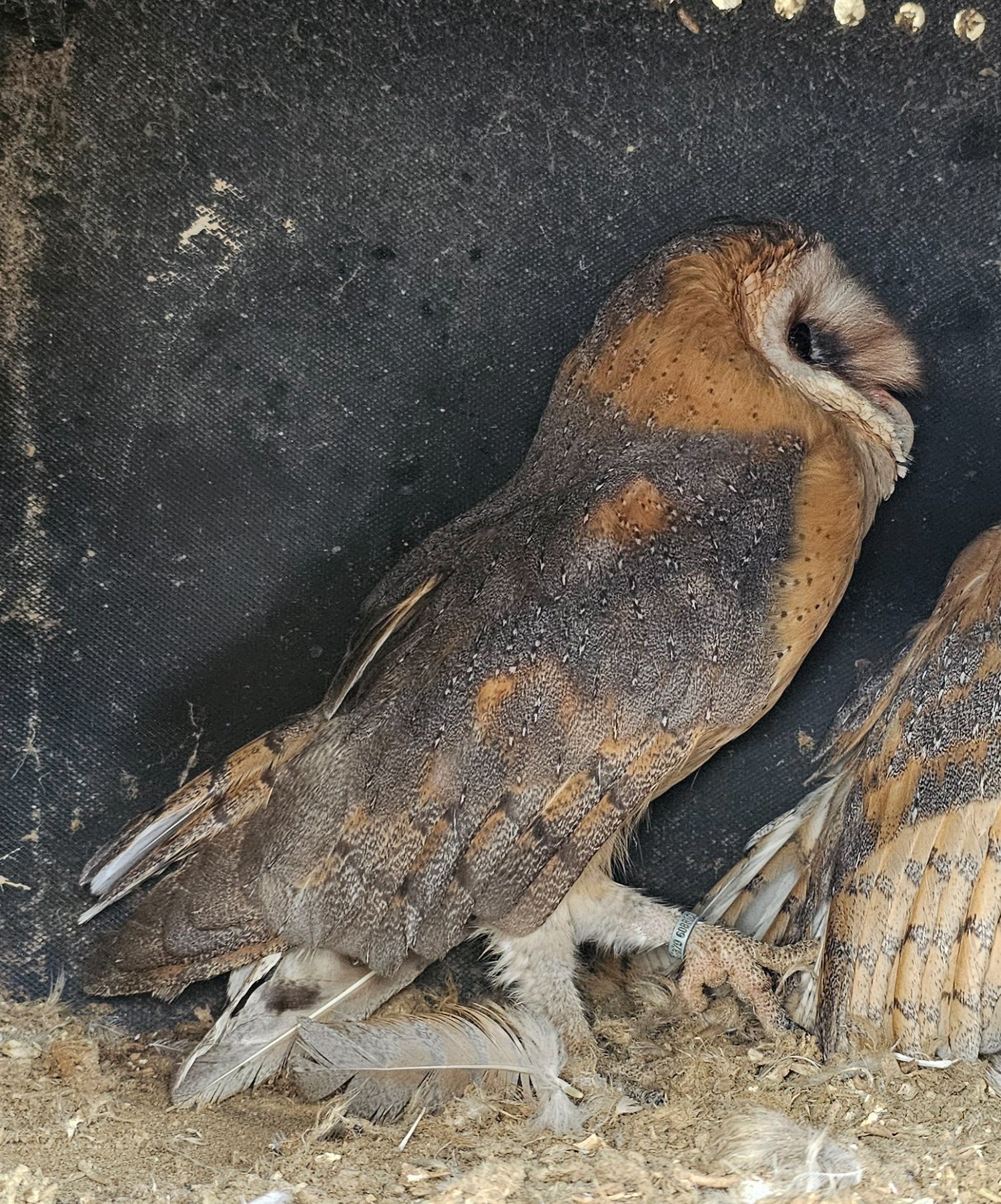 Female barn owl and box