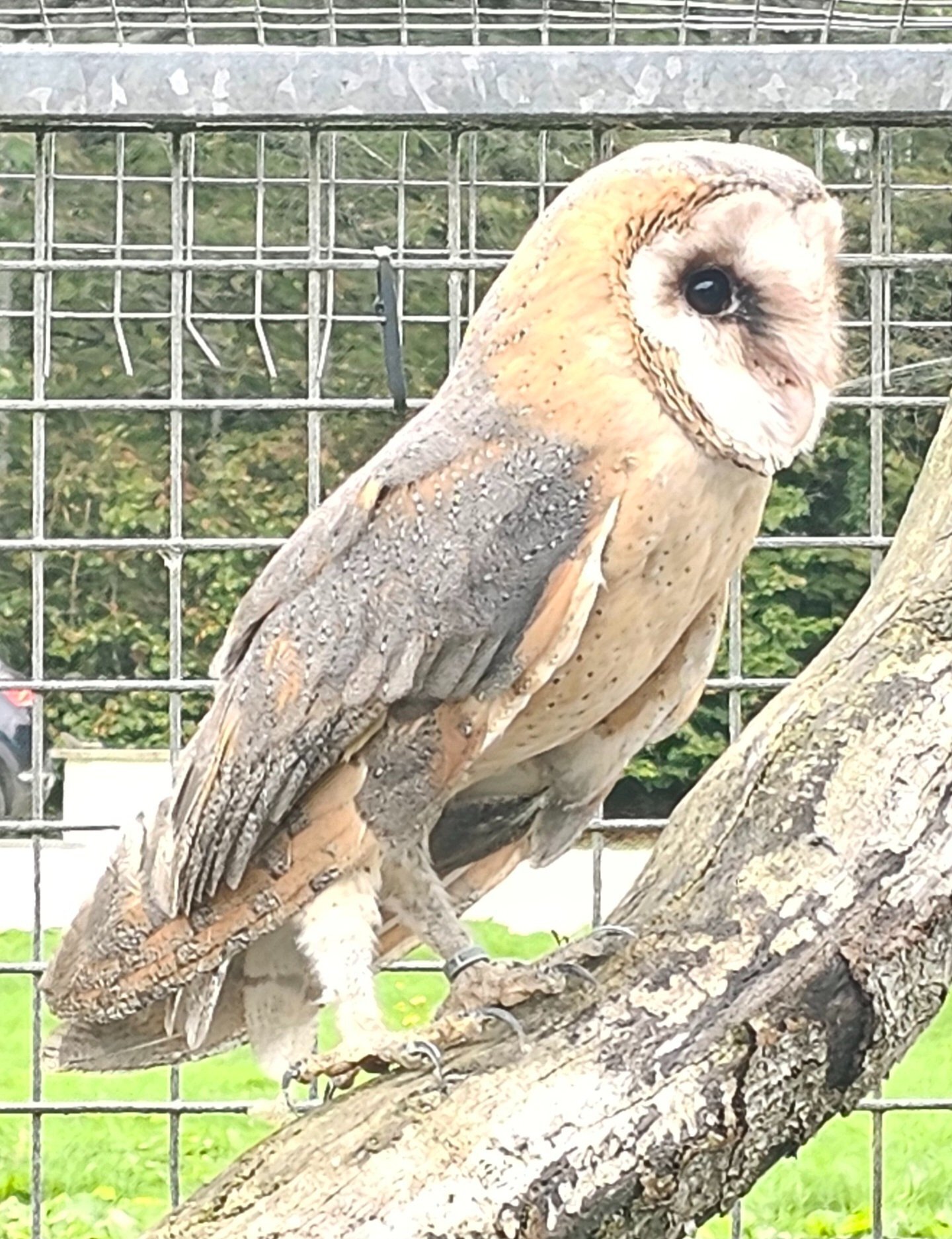Female barn owl and box - {CATEGORY}
