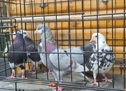 Birmingham rollers for sale. Cocks and hens. Different age ranges. 