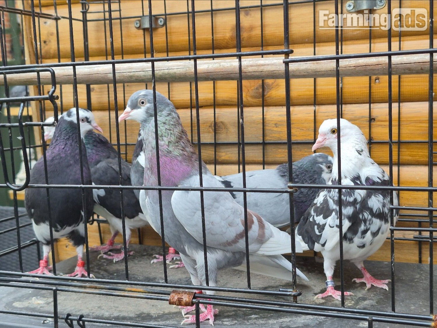 Birmingham rollers for sale. Cocks and hens. Different age ranges. 