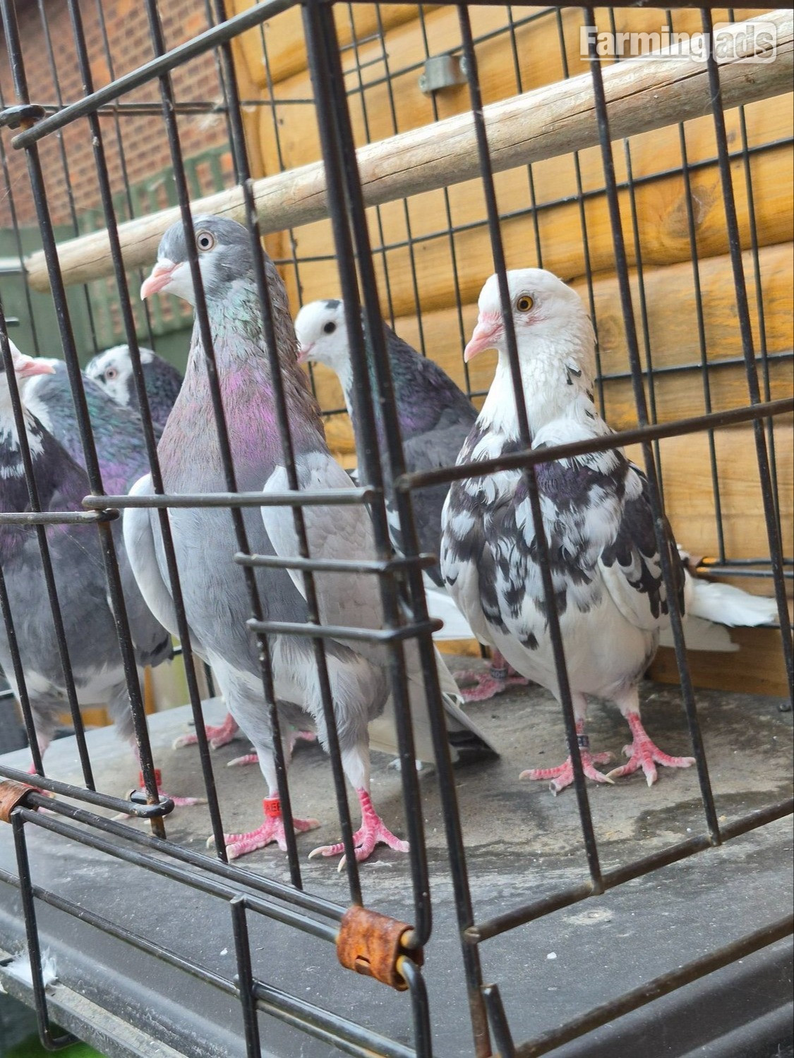 Birmingham rollers for sale. Cocks and hens. Different age ranges. 