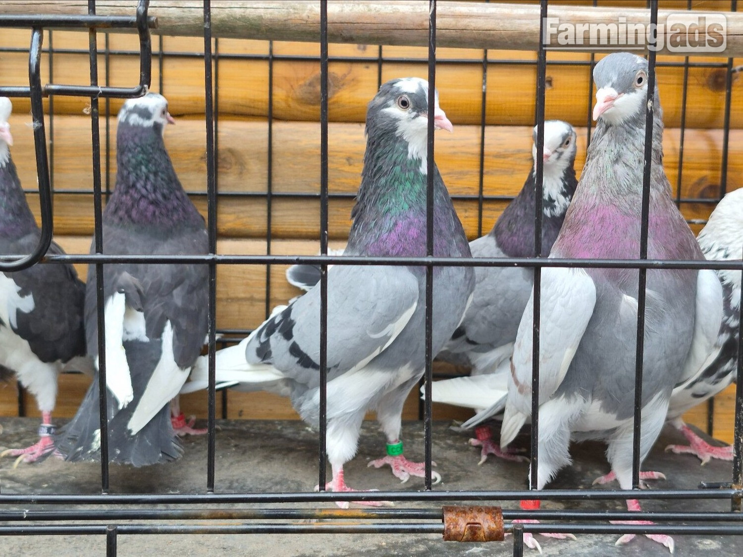  Birmingham rollers for sale. Cocks and hens. Different age ranges. 