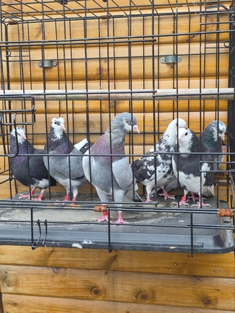 Birmingham rollers for sale. Cocks and hens. Different age ranges. 
