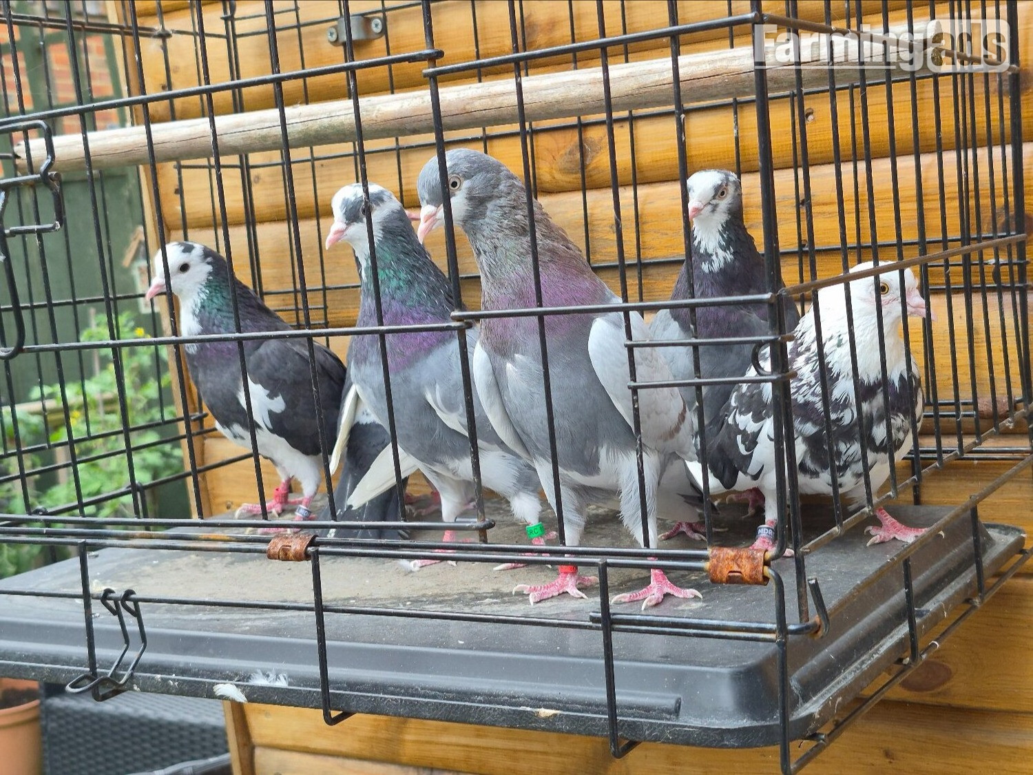 Birmingham rollers for sale. Cocks and hens. Different age ranges.  - {CATEGORY}